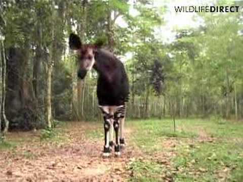 Okapi, Okapi Wildlife Reserve, Congo - YouTube