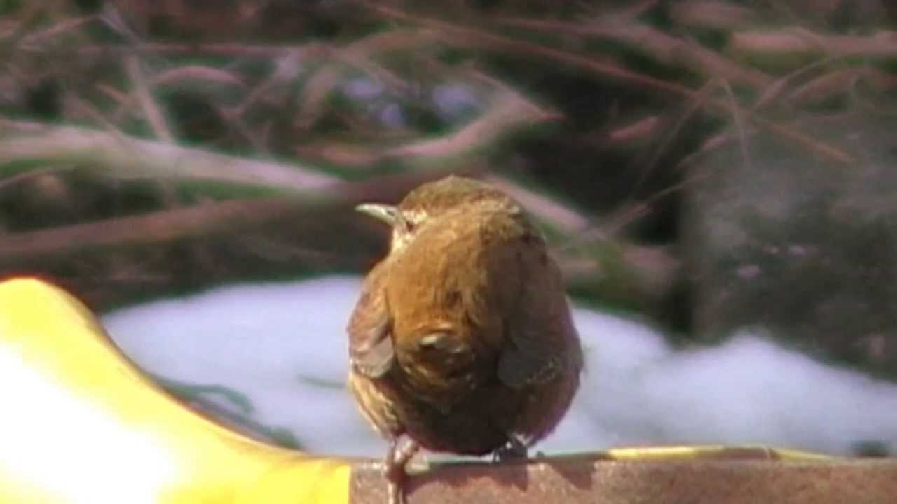 Syngende Gærdesmutte - Singing Wren