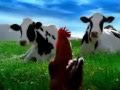 Rooster vs Cows