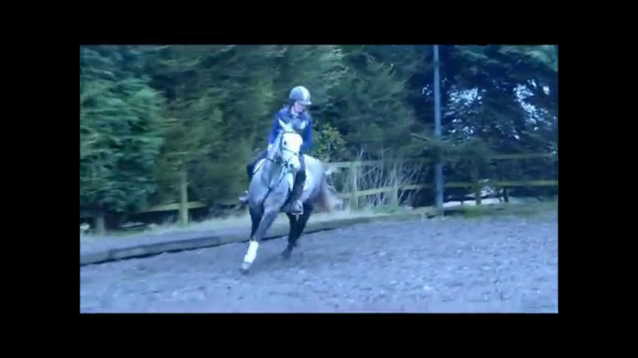 Stunning Connemara For Sale! YouTube