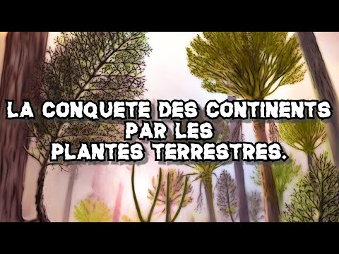 Vidéo: Les Plantes Terrestres Les Plus Anciennes