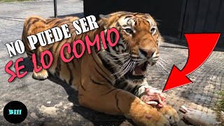 LAS 5 MASCOTAS MAS EXTREMAS Y CARAS DE ALIMENTAR