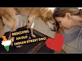 RESCUING A DYING INDIAN STREET DOG 🐕