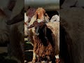 Ay Delal اي دلال حياة ريف Ay Delal اي دلال حياة ريف