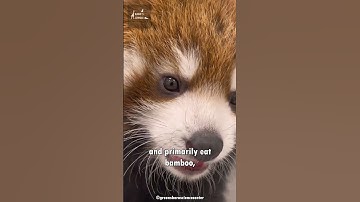 Red Panda in 60 Seconds | One of the Cutest Animals on Earth!