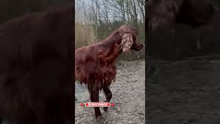 Irish setter dogs