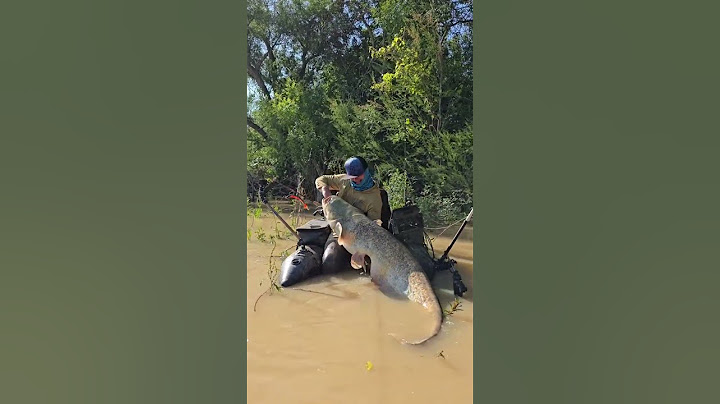 Big monster fish 40kg+ #fishing  #балык #baliqovi #fish #carpfishing #baliq #baliqlar #přívlač