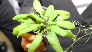 Prof. Dr. Detlef Weigel - Gottfried Wilhelm Leibniz-Preisträger 2007