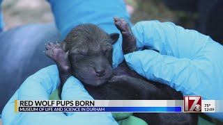 Durham's Museum of Life + Science welcomes new litter of red wolf pups