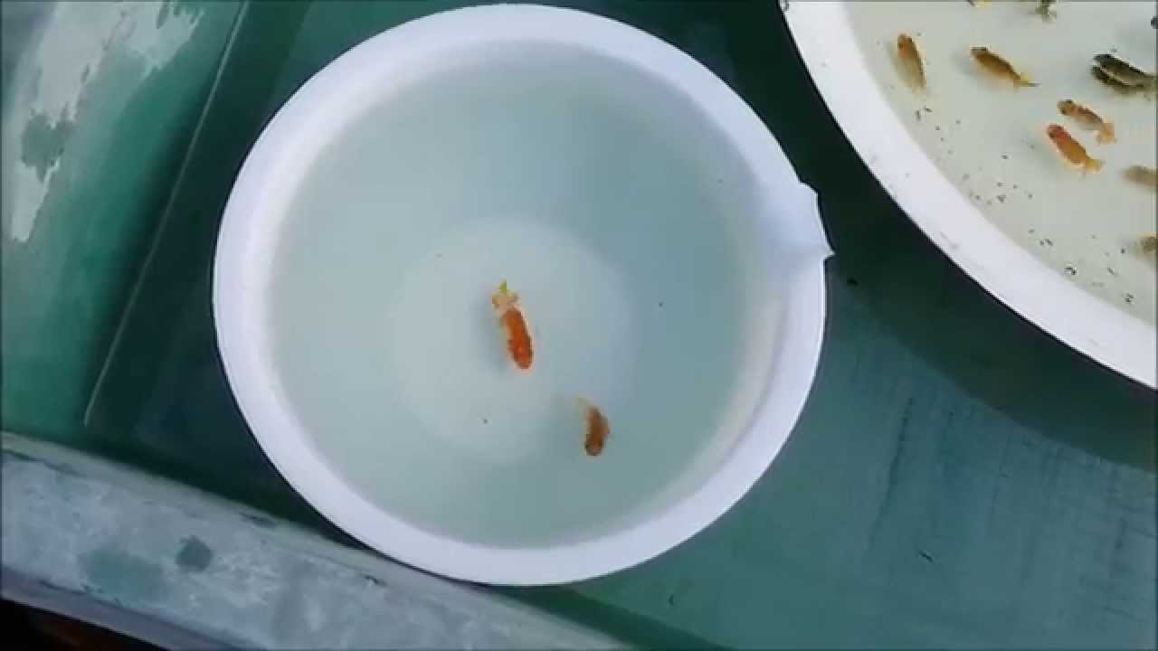 鰓病の当歳魚治療 In 幹之メダカの池 Youtube