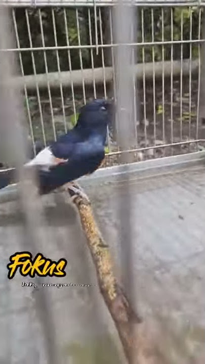 Story wa burung murai