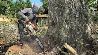 SALAH PERHITUNGAN RUMAH JADI KORBAN‼️TEBANG POHON TREMBESI BESAR STIHL#ms660#ms070