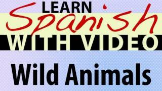 ⁣Learn Spanish with Video - Wild Animals