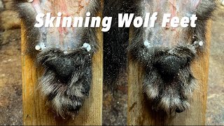 How To Skin Wolf Feet