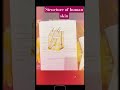 Structure of human skin!! #shorts #ytshorts #sudama #human skin #Diagram of human skin
