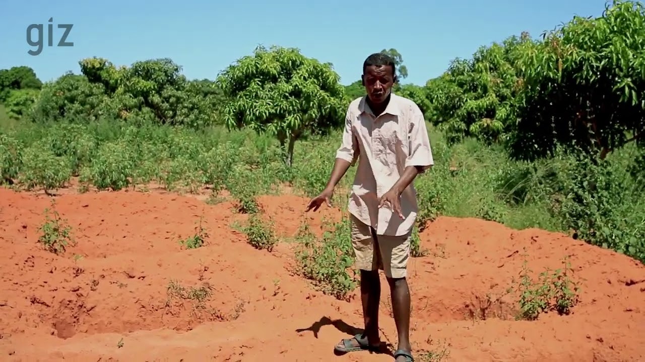 Vidéo de témoignage de succès du paysan Damy à Ampitolova qui applique 17 techniques de ProSol