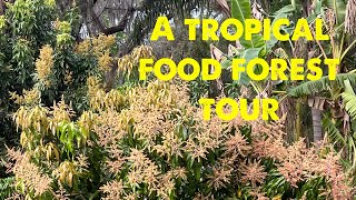 A spring tour of my tropical food forest !