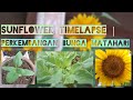 Perkembangan Bunga Matahari | My Sunflower's Growth Timelapse