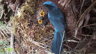 The cuckoo bird has weak limbs and cannot push, it is hungry 杜鹃鸟四肢无力，推也推不动，饿翻了