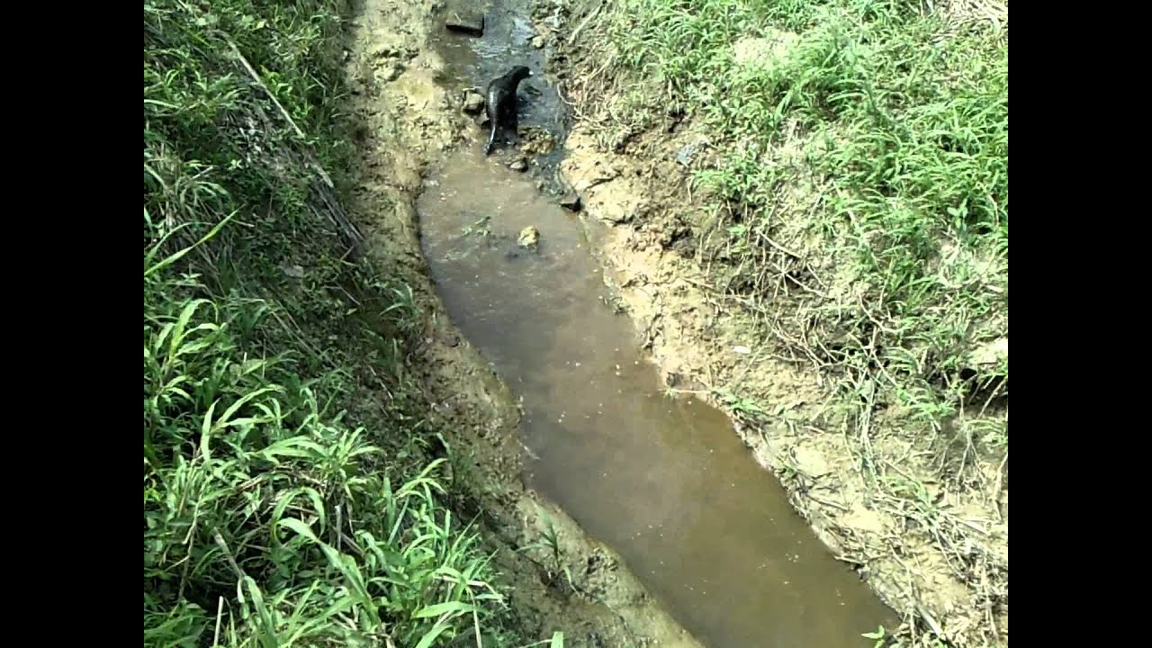 Trinidad river Otter (Water Dog.) YouTube