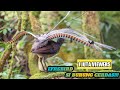 LYREBIRD BURUNG YANG BISA MENIRUKAN SERIBU SUARA!