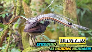 Download lagu Lyrebird Burung Yang Bisa Menirukan Seribu Suara! mp3