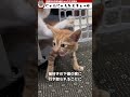 お兄ちゃんネコが助けを求めてきたので行ってみると・・・