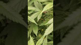 MASTER KUSH UPDATE  WEEK 5 FLOWER