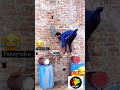 الضحك للركب يا عم الحج 😅😅😂 #funny #اكسبلور