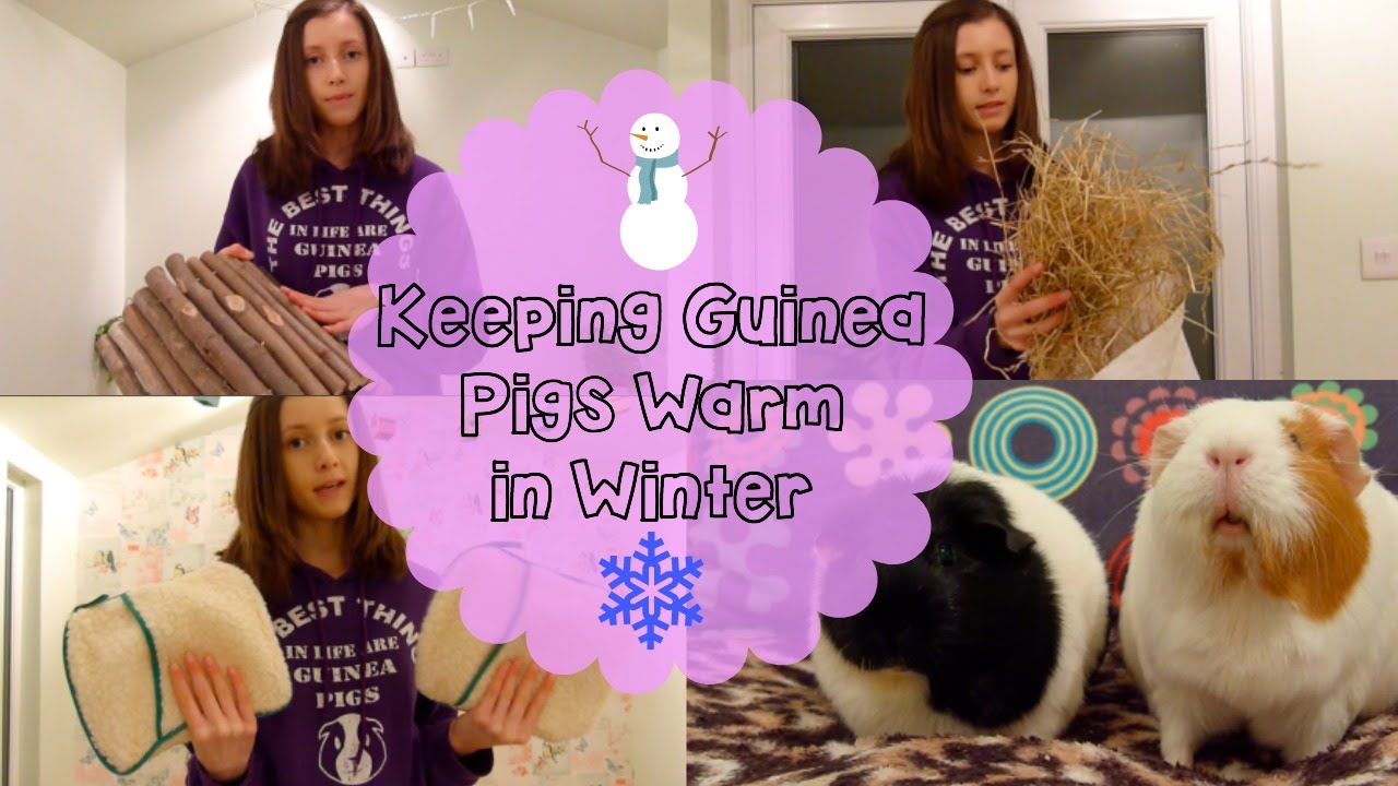 how warm do guinea pigs need to be