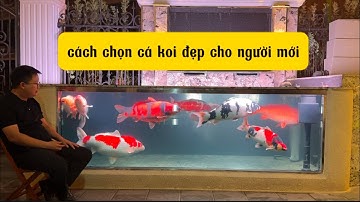 Cách chọn cá koi đẹp cho người mới tập chơi