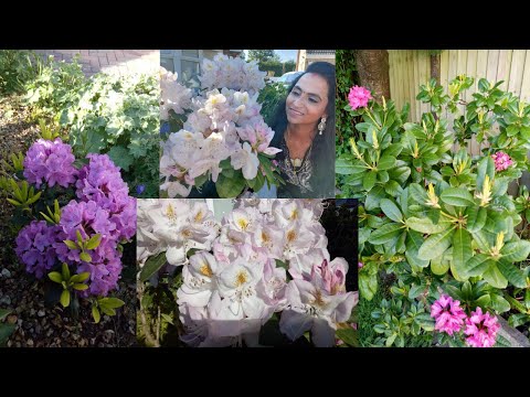 Video: Rhododendron դեղին (17 լուսանկար). «Սիլֆիդներ» և «Homebush» սորտերի նկարագրություն, տնկում և խնամք