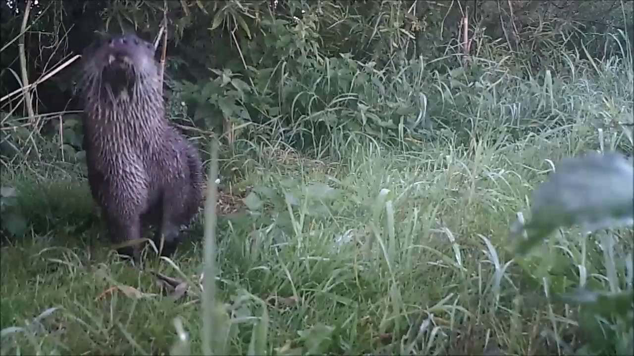 trustworthy แปล Otter on the River Hull headwaters