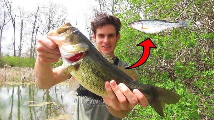 Multi Species Fishing with Live Minnows (Pond Fishing) 