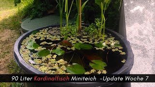 90 Liter Miniteich Im Garten 7 Wochen Standzeit Update