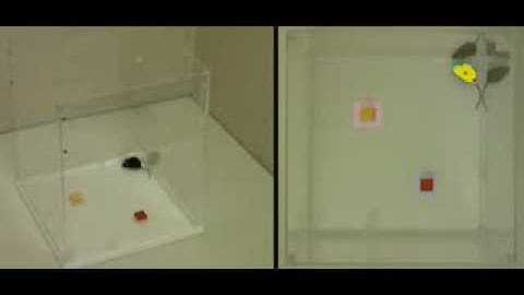 Novel object recognition with EthoVision XT
