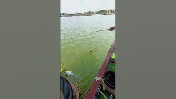 Cao Thủ Câu Cá Chim Hồ Huyện Đội #Shorts