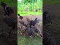 GALINHAS caipira CRIADA solta MENOS GASTO MAIS LUCRO SUSTENTÁVEL