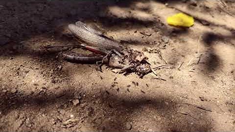 Everything Dissolved, Nothing Disappeared