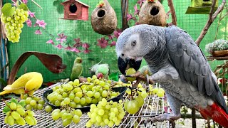 Talking Parrots Eating Grapes 🍇 - Fruits Party