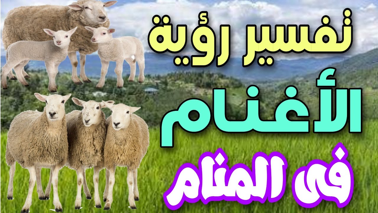 تفسير رؤية الأغنام فى المنام ما معنى رؤية الغنم فى الحلم Youtube