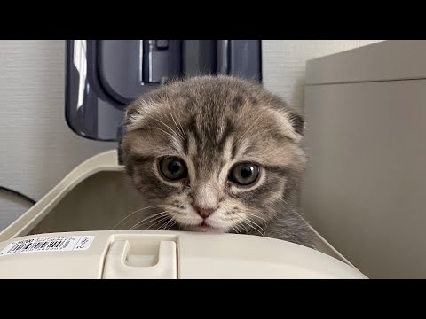 【初日】短足マンチカンのしゃけくんが家族になりました
