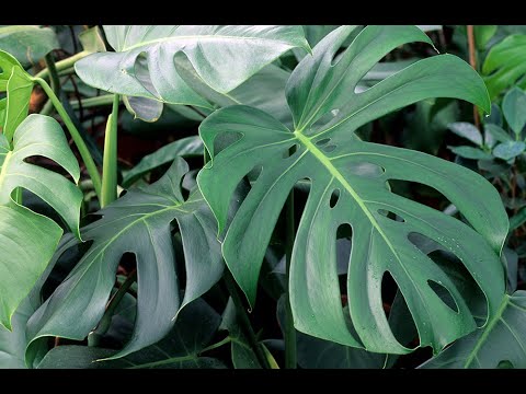 Vidéo: Les monstera sont-ils peu éclairés ?