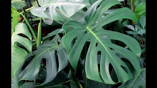 TOUT SAVOIR SUR LE MONSTERA : BOTANIQUE, COMPORTEMENT, CONDITIONS DE CULTURE, SOINS ET BOUTURAGE