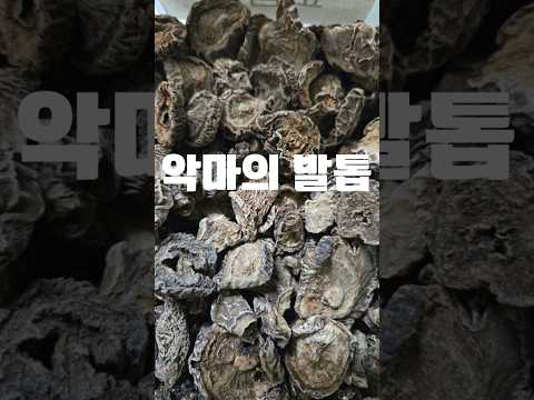 '악마의 발톱'의 놀라운 효능 #하르파고피툼 #악마의발톱 #관절건강 #무릎통증 #부모님선물 #건강정보 #관절염 #쇼츠 #shorts #천수근