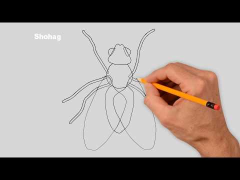 วีดีโอ: วิธีการวาดแมลงวันด้วยดินสอทีละขั้นตอน