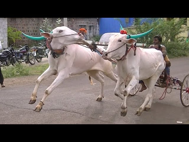 Cow Racing In India