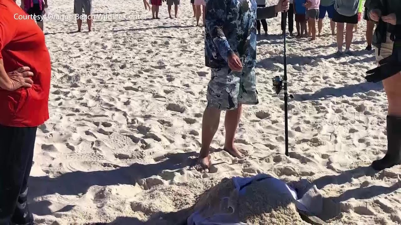 From rescue to release, rare sea turtle back home in the Gulf of Mexico ...