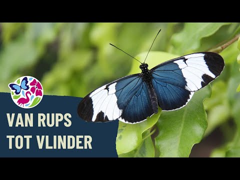 Video: Welke Vlinders Zijn Nachtdieren