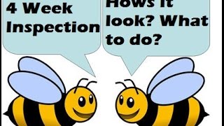 4 Week Beehive Inspection, Hows it Look? What to Do?